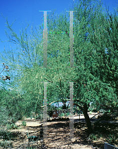 Picture of Parkinsonia praecox 