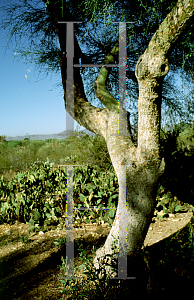 Picture of Parkinsonia florida 