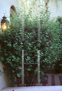 Picture of Calliandra californica 