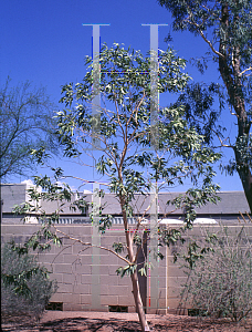 Picture of Eucalyptus papuana 
