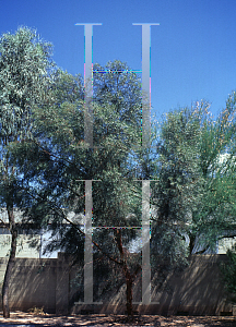 Picture of Eucalyptus spathulata 