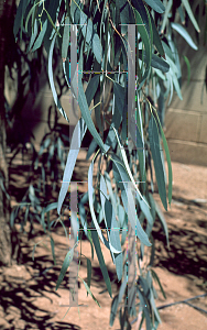 Picture of Eucalyptus microtheca 