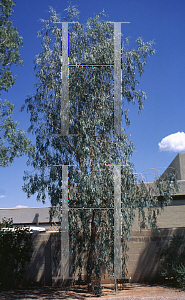 Picture of Eucalyptus microtheca 