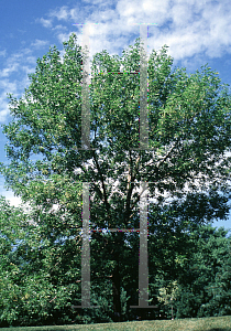 Picture of Fraxinus pennsylvanica 'Aucubifolia'