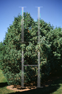 Picture of Juniperus scopulorum 'Chandler's Blue'