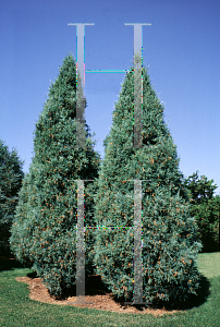 Picture of Juniperus scopulorum 'Grizzly Bear'