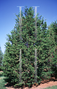 Picture of Juniperus virginiana 'Schottii'