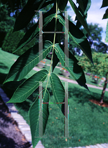 Picture of Juglans cinerea 