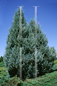Picture of Juniperus scopulorum 'Wichita Blue'