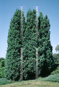 Picture of Juniperus squamata 