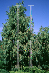 Picture of Juniperus scopulorum 'Tolleson's Blue Weeping'