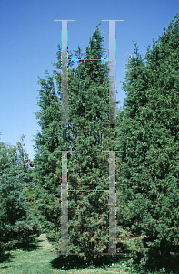Picture of Juniperus virginiana 'Fragrans'