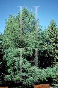 Picture of Larix laricina 