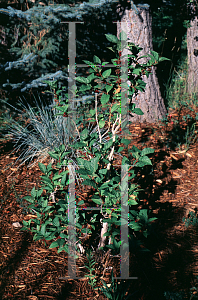 Picture of Lonicera involucrata 