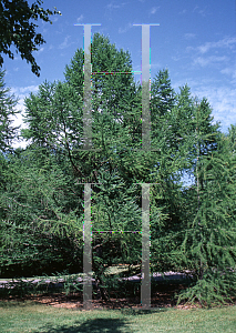 Picture of Larix occidentalis 