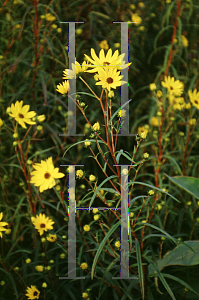 Picture of Helianthus salicifolius 