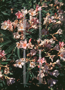 Picture of Nerium oleander 'Petite Pink'