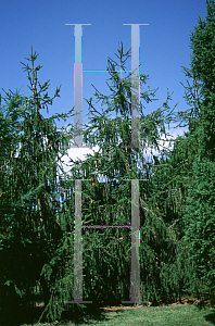 Picture of Picea abies var. dicksonii 