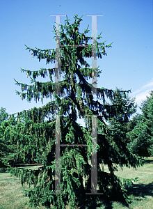 Picture of Picea abies 'Viminalis'