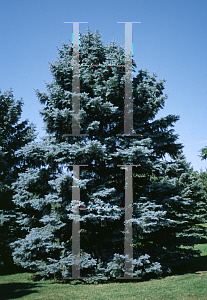 Picture of Picea pungens 'Erich Frahm'