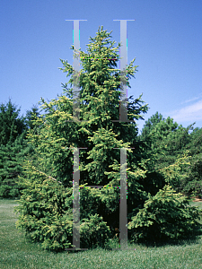 Picture of Picea abies 'Aurea'
