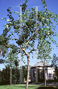 Picture of Populus tremula 'Pendula'