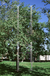 Picture of Populus tremula 'Pendula'