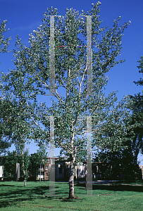 Picture of Populus alba 'Nivea'