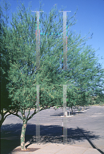 Picture of Parkinsonia aculeata x microp 'Desert Museum'