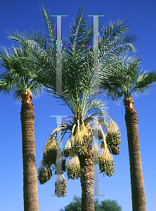 Picture of Phoenix dactylifera 