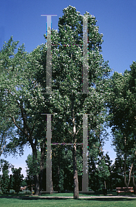 Picture of Populus x canadensis 'Siouxland'