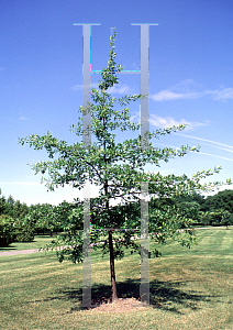 Picture of Quercus palustris 