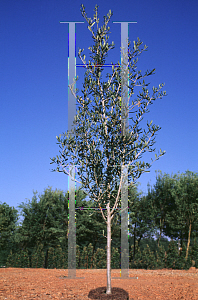 Picture of Quercus virginiana 'Highrise'