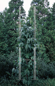 Picture of Syringa reticulata ssp. amurensis 