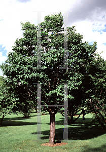 Picture of Syringa reticulata 'Ivory Silk'