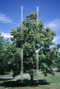 Picture of Sorbus amurensis 