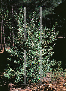 Picture of Shepherdia canadensis 