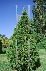 Picture of Thuja occidentalis 'Smaragd (Emerald)'