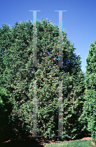 Picture of Thuja occidentalis 'Alba'