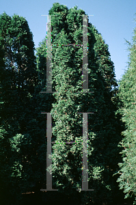 Picture of Thuja occidentalis 'Fastigiata'