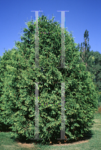 Picture of Platycladus orientalis 'Sunkist'