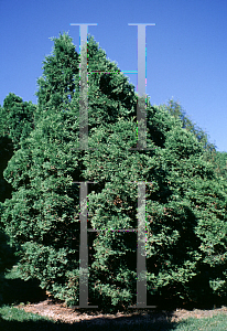 Picture of Thuja occidentalis 'Rosenthalii'