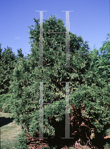 Picture of Thuja occidentalis 'Little Gem'