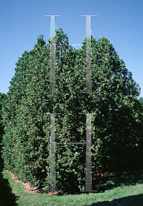 Picture of Thuja occidentalis 'Filiformis'