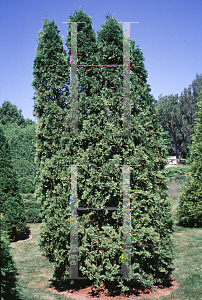 Picture of Thuja occidentalis 'Brandon'