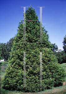 Picture of Thuja occidentalis 'Elegantissima'