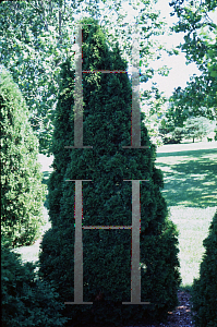 Picture of Thuja occidentalis 'Smaragd (Emerald)'