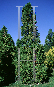 Picture of Thuja occidentalis 'Malonyana'