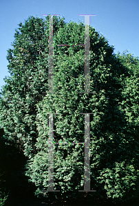 Picture of Thuja occidentalis 'Massena'