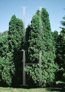 Picture of Thuja occidentalis 'Erecta'